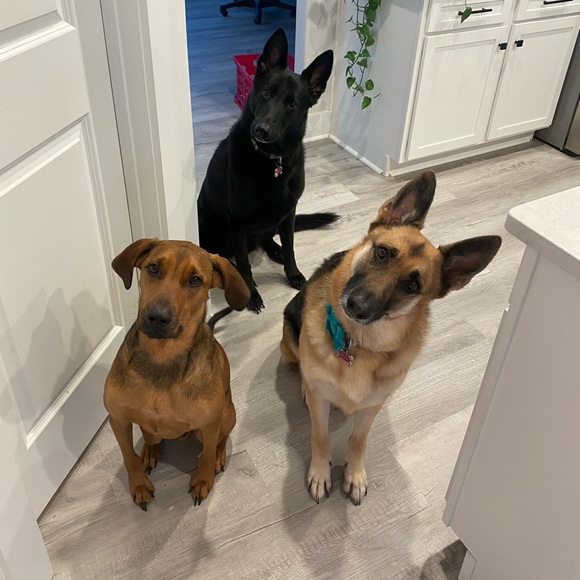 Meet your Posher, Shelley - Picture 1 of 2